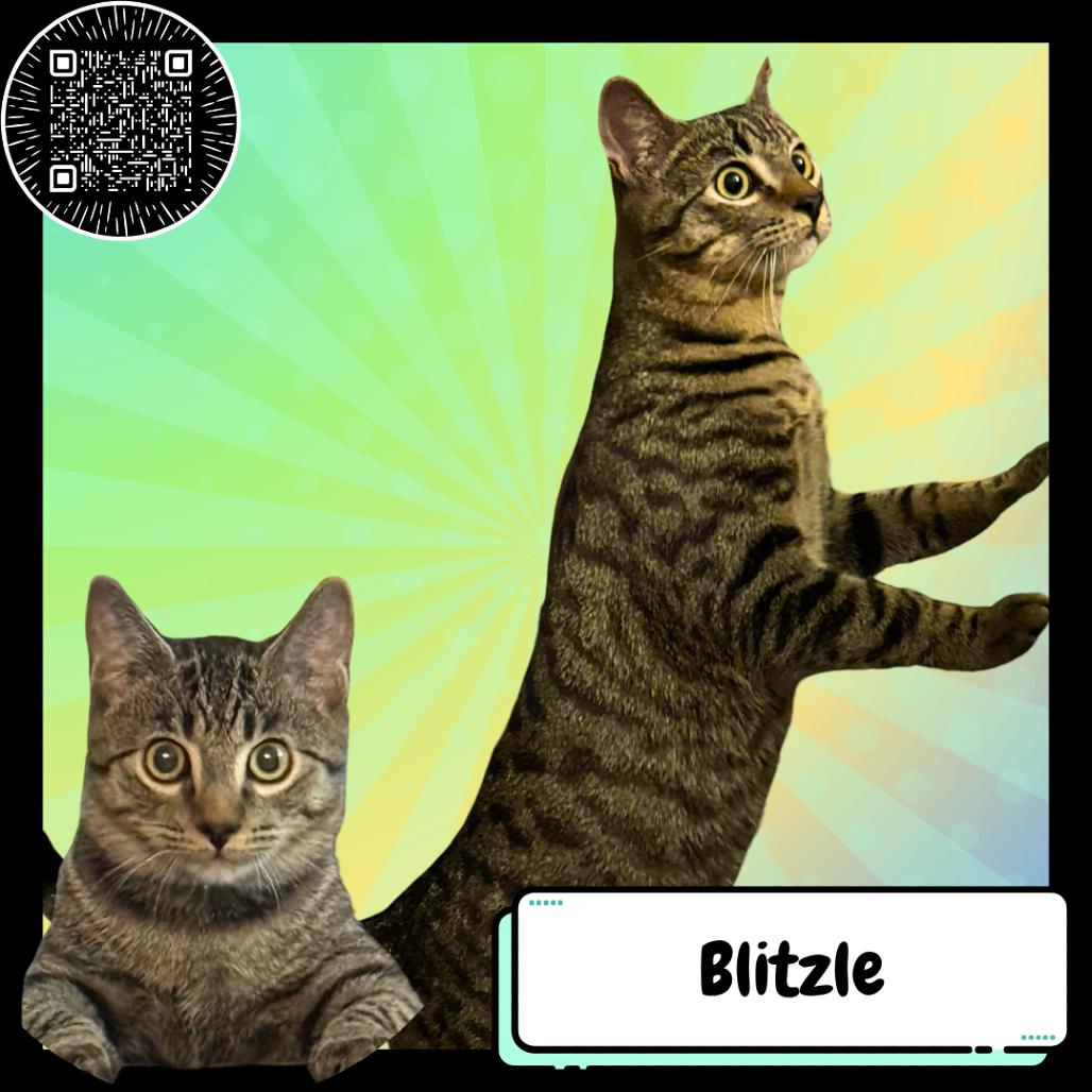 Blitzle, a Adoptable Domestic Short Hair in Suisun City, CA image 4/6