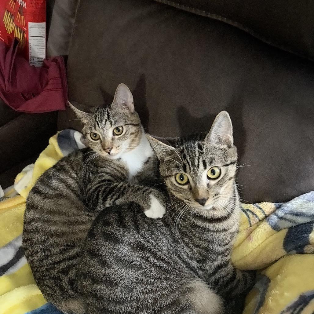 Blitzle, a Adoptable Domestic Short Hair in Suisun City, CA image 5/6