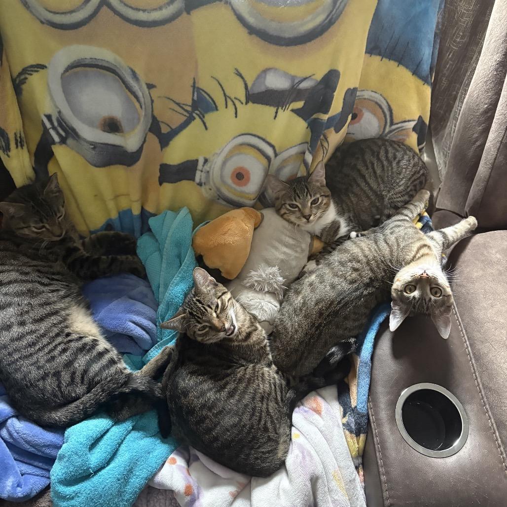 Blitzle, a Adoptable Domestic Short Hair in Suisun City, CA image 5/6