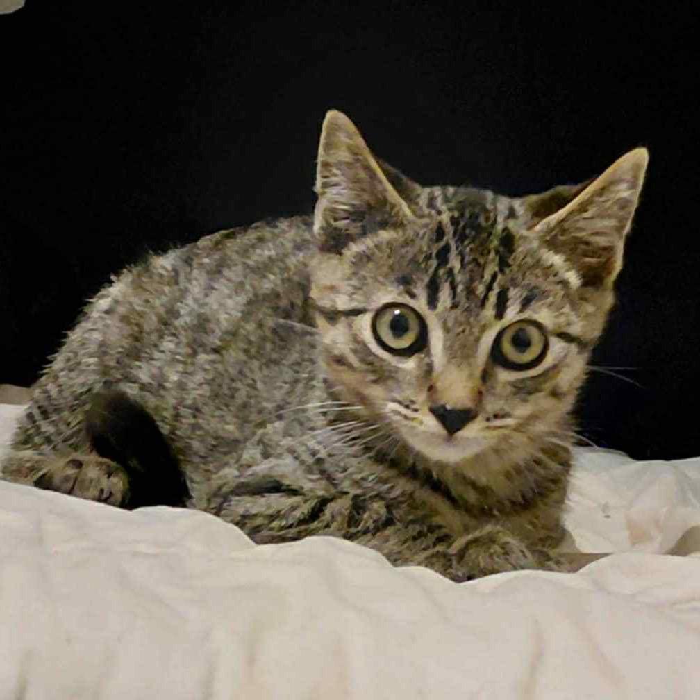 Blitzle, a Adoptable Domestic Short Hair in Suisun City, CA image 6/6
