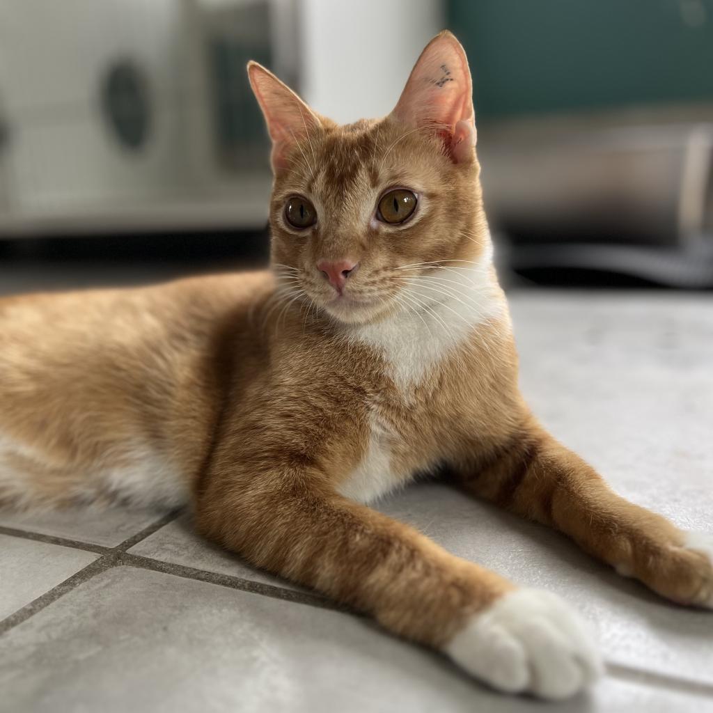 Enlarge Tarua -Thailand, a Adoptable Domestic Short Hair in Fairfax Station, VA image 1/6