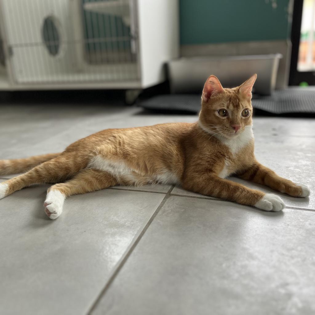 Enlarge Tarua -Thailand, a Adoptable Domestic Short Hair in Fairfax Station, VA image 6/6