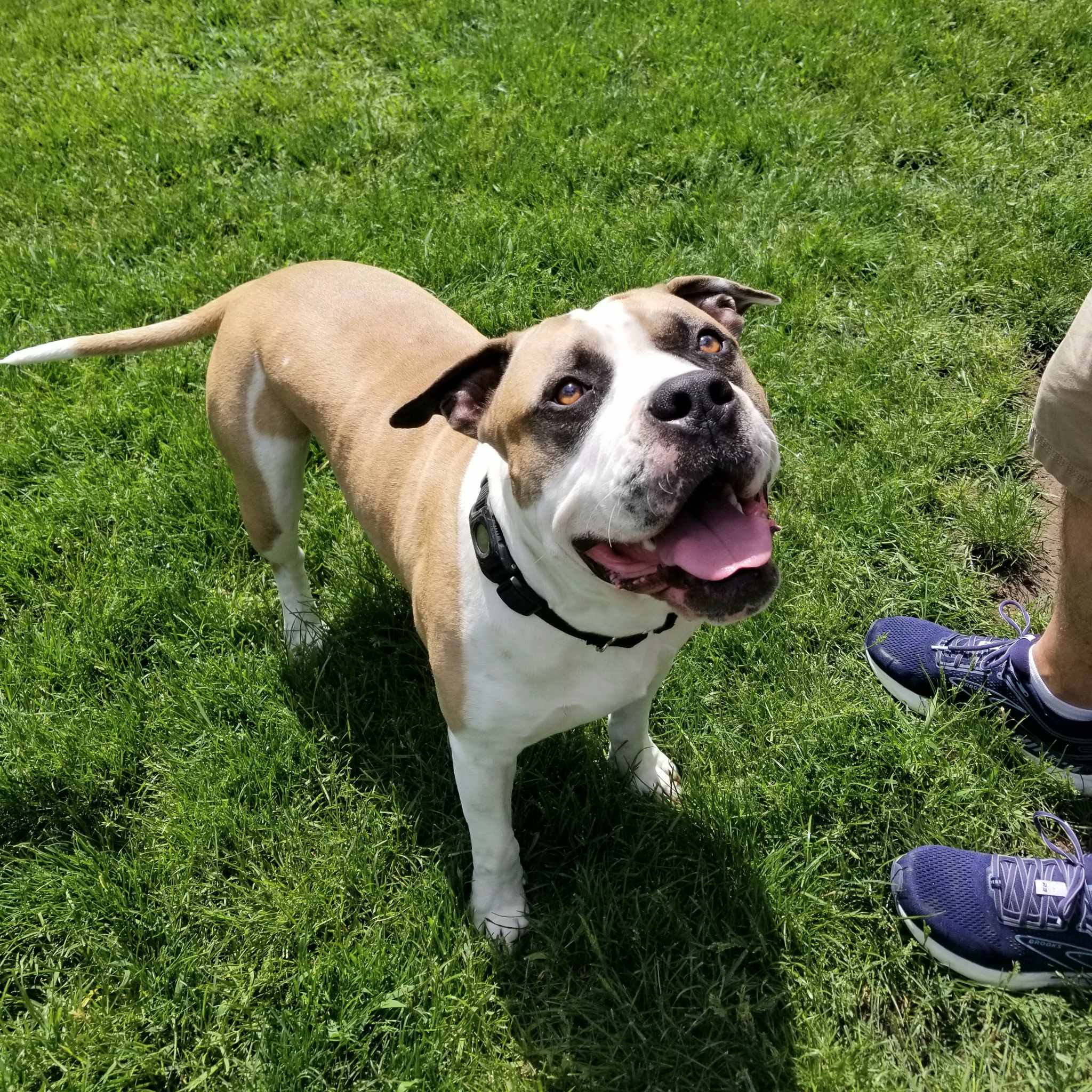 Dog for adoption - Tahoe, an English Bulldog & Pit Bull Terrier Mix in