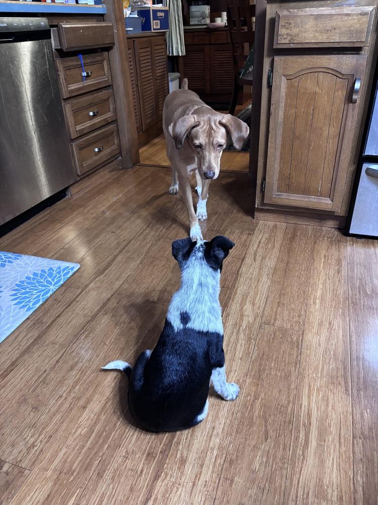 Enlarge Roscoe, a Adoptable mixed breed in Syracuse, NY image 1/6