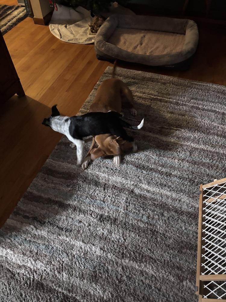 Enlarge Roscoe, a Adoptable mixed breed in Syracuse, NY image 2/6