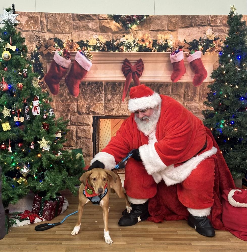 Enlarge Roscoe, a Adoptable mixed breed in Syracuse, NY image 3/6