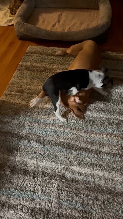 Enlarge Roscoe, a Adoptable mixed breed in Syracuse, NY video 4/6