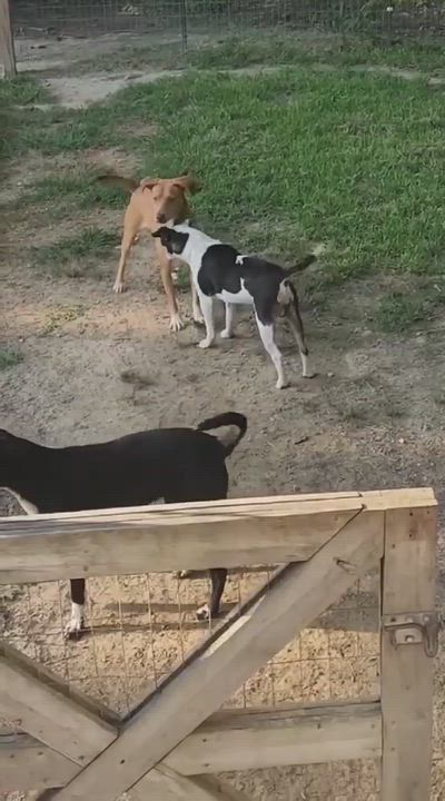 Enlarge Roscoe, a Adoptable mixed breed in Syracuse, NY video 5/6