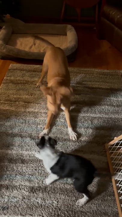 Enlarge Roscoe, a Adoptable mixed breed in Syracuse, NY video 6/6