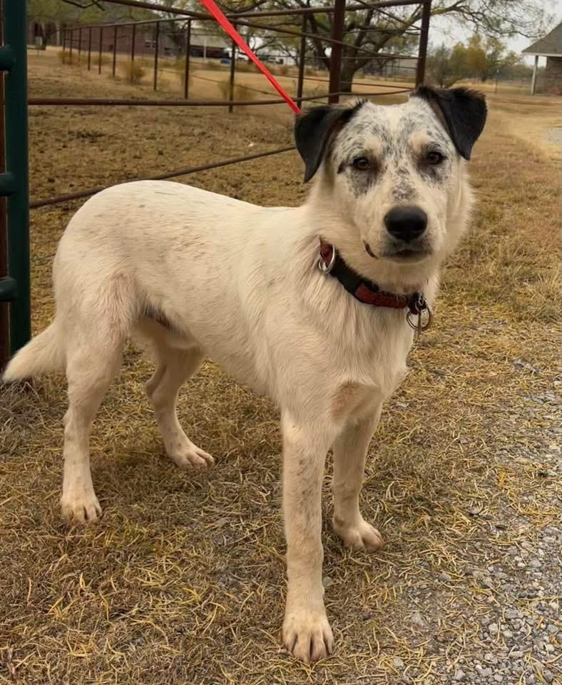 Franco, Adoptable, Adult Male Mixed Breed.