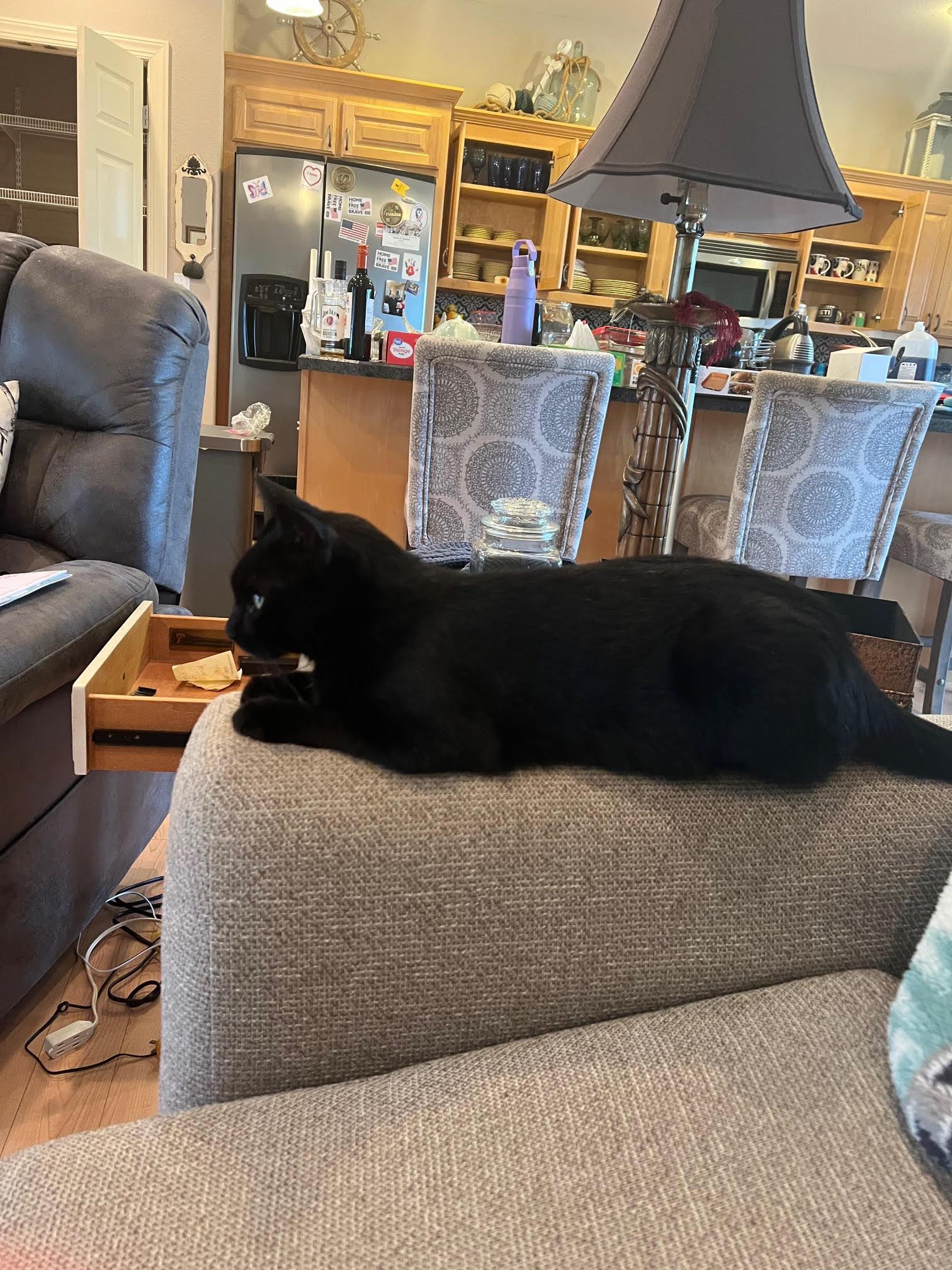 Enlarge BooBoo, a Adoptable Domestic Short Hair in Nashville, TN image 1/6