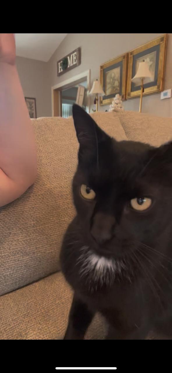 Enlarge BooBoo, a Adoptable Domestic Short Hair in Nashville, TN image 3/6