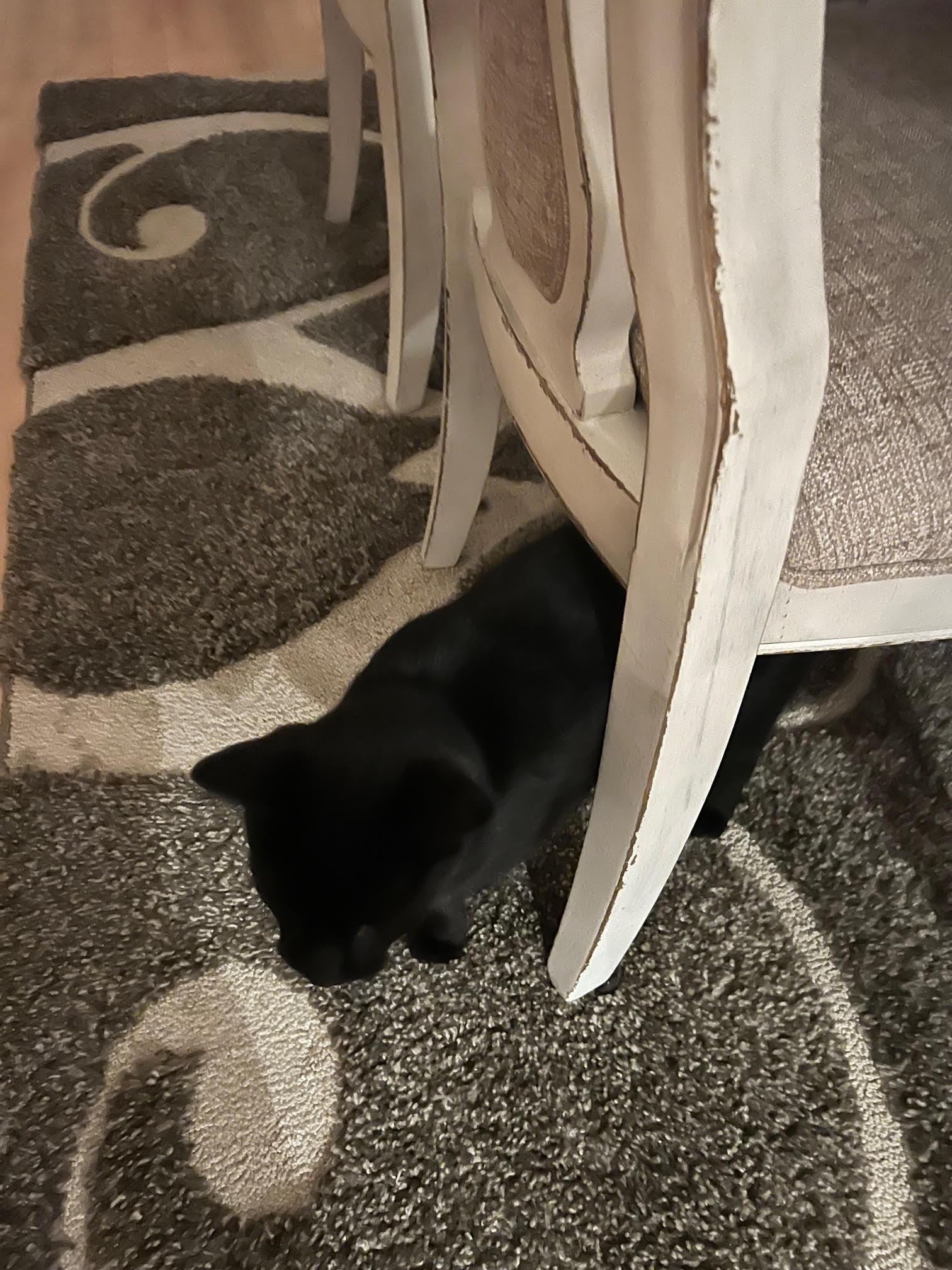 Enlarge BooBoo, a Adoptable Domestic Short Hair in Nashville, TN image 4/6