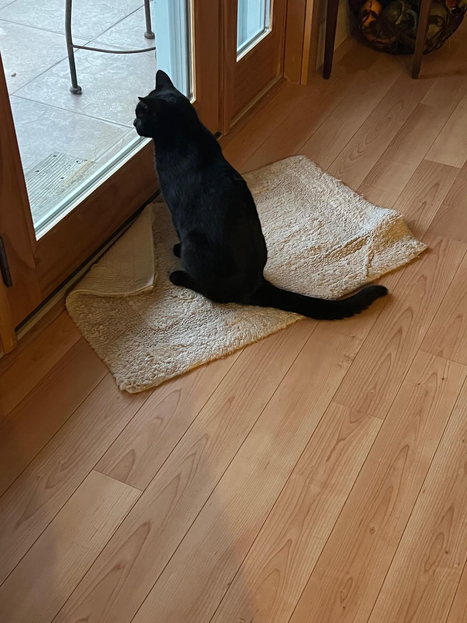 Enlarge BooBoo, a Adoptable Domestic Short Hair in Nashville, TN image 5/6