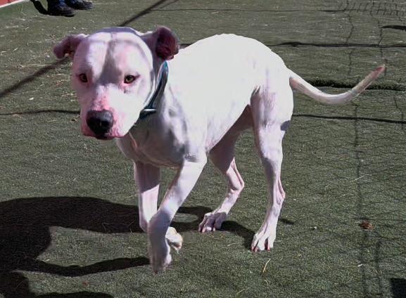 Sugar, Adoptable, Adult Female Pit Bull Terrier.