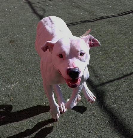 Enlarge Sugar, a Adoptable Pit Bull Terrier in Lincoln, NE image 2/3