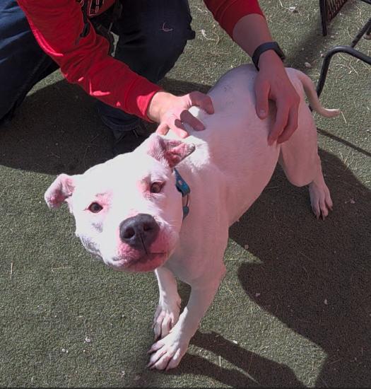 Enlarge Sugar, a Adoptable Pit Bull Terrier in Lincoln, NE image 3/3