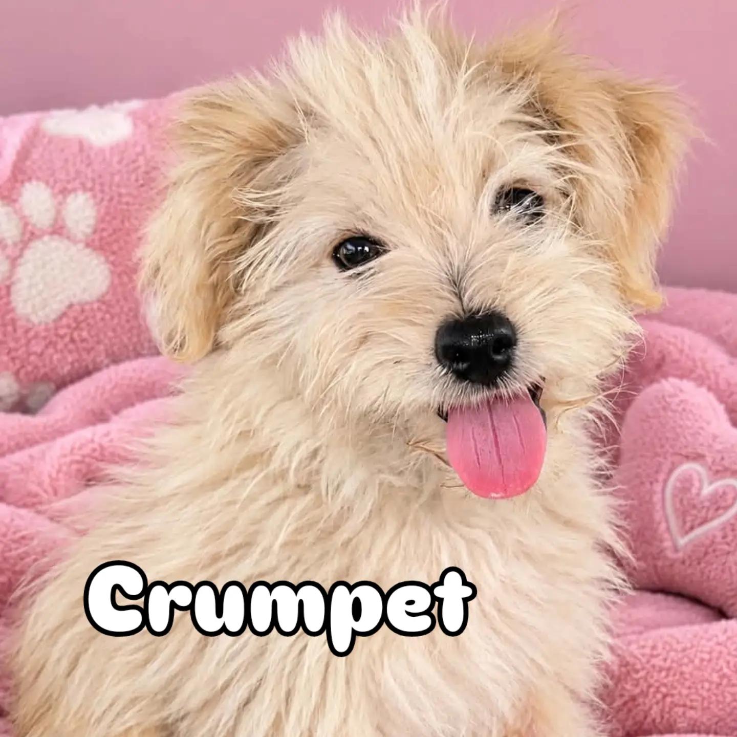 Crumpet, Adopted, Puppy Female Poodle & Chihuahua.