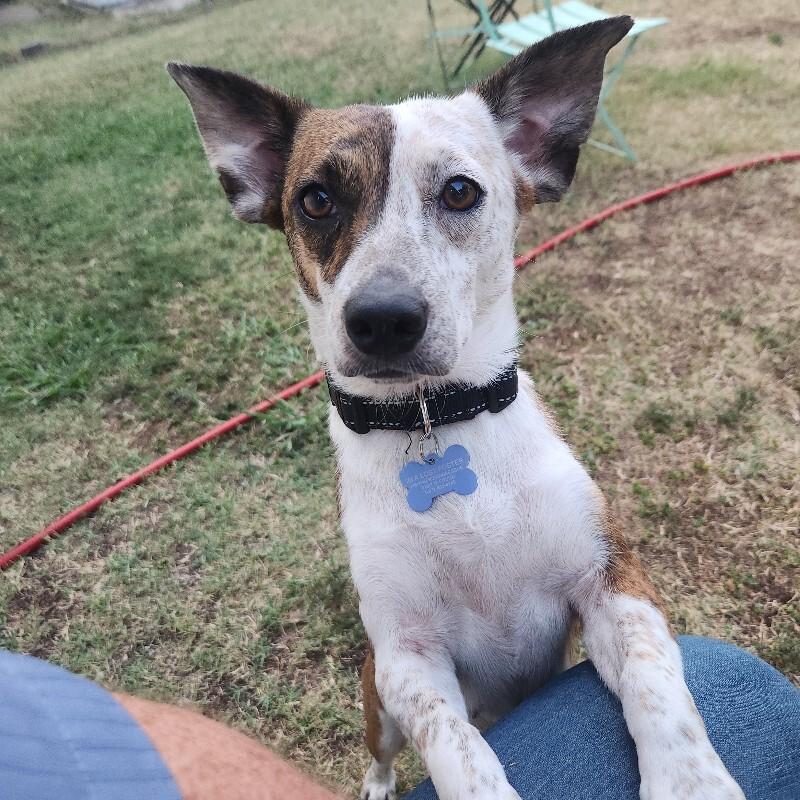 Enlarge SELINA BATMAN, a Adoptable mixed breed in lawton, OK image 1/5