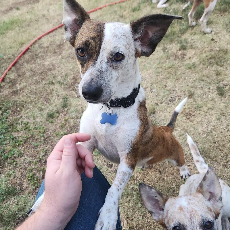 Enlarge SELINA BATMAN, a Adoptable mixed breed in lawton, OK image 2/5