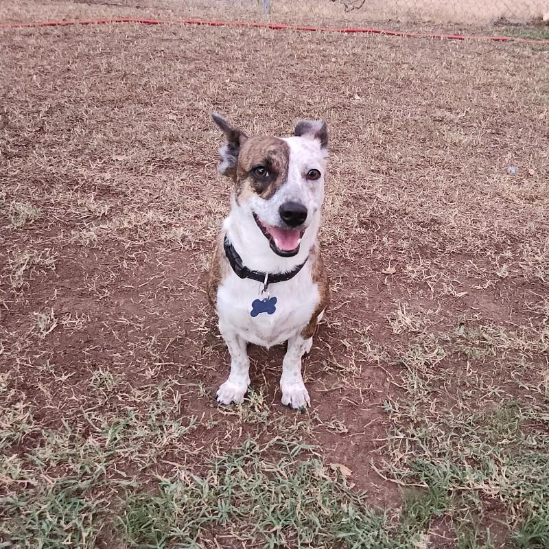 Enlarge SELINA BATMAN, a Adoptable mixed breed in lawton, OK image 3/6