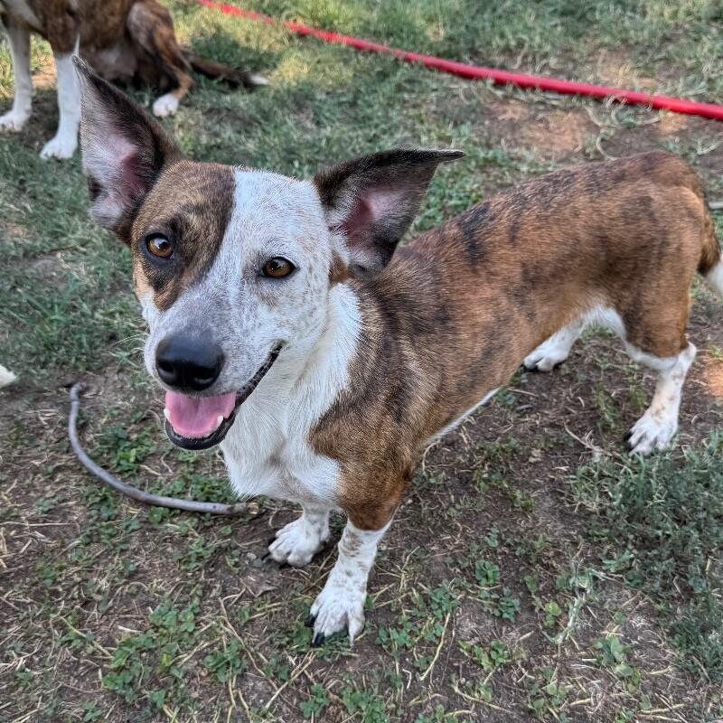 SELINA BATMAN, Adoptable, Adult Female Dachshund & Cattle Dog.