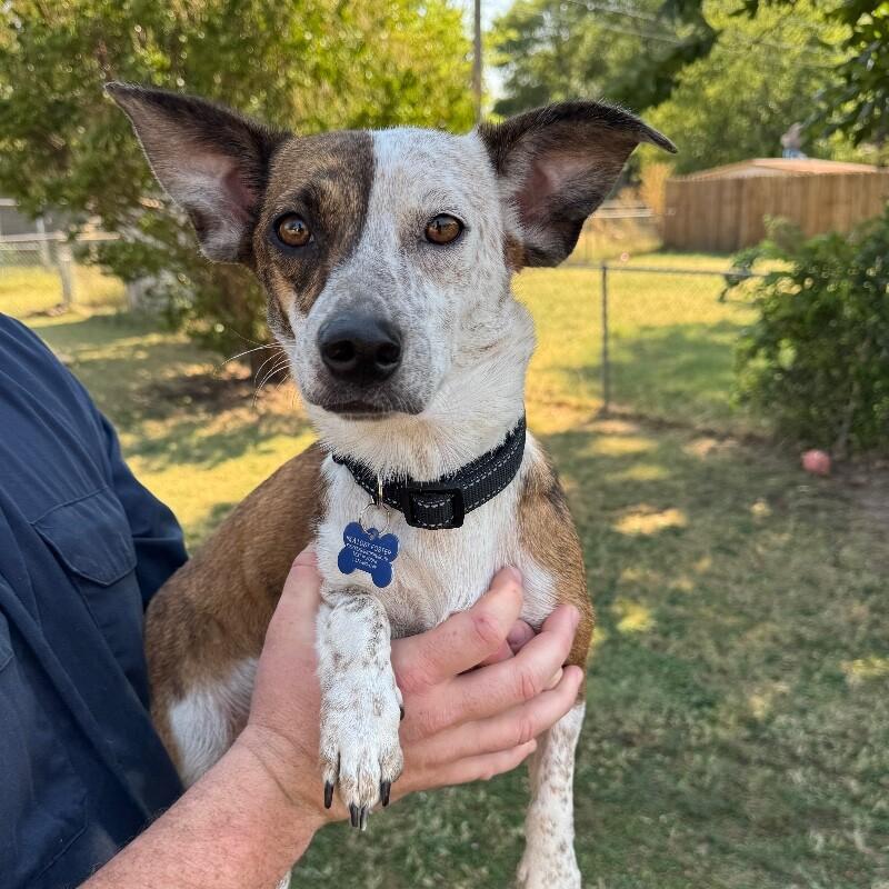 SELINA BATMAN, a Adoptable mixed breed in lawton, OK image 2/3