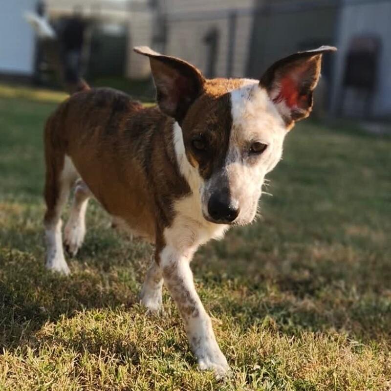 SELINA BATMAN, a Adoptable mixed breed in lawton, OK image 3/3
