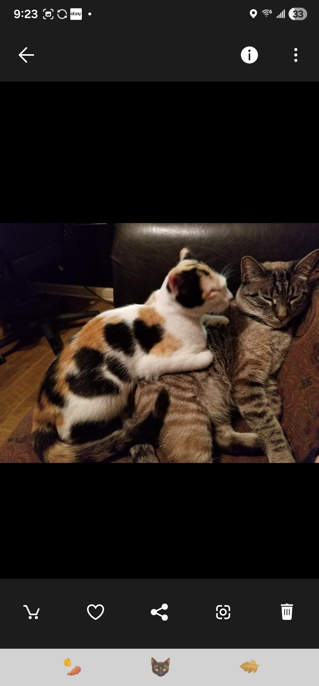 Enlarge Leía Organa, a ADOPTABLE Domestic Short Hair in Statesboro, GA image 5/6