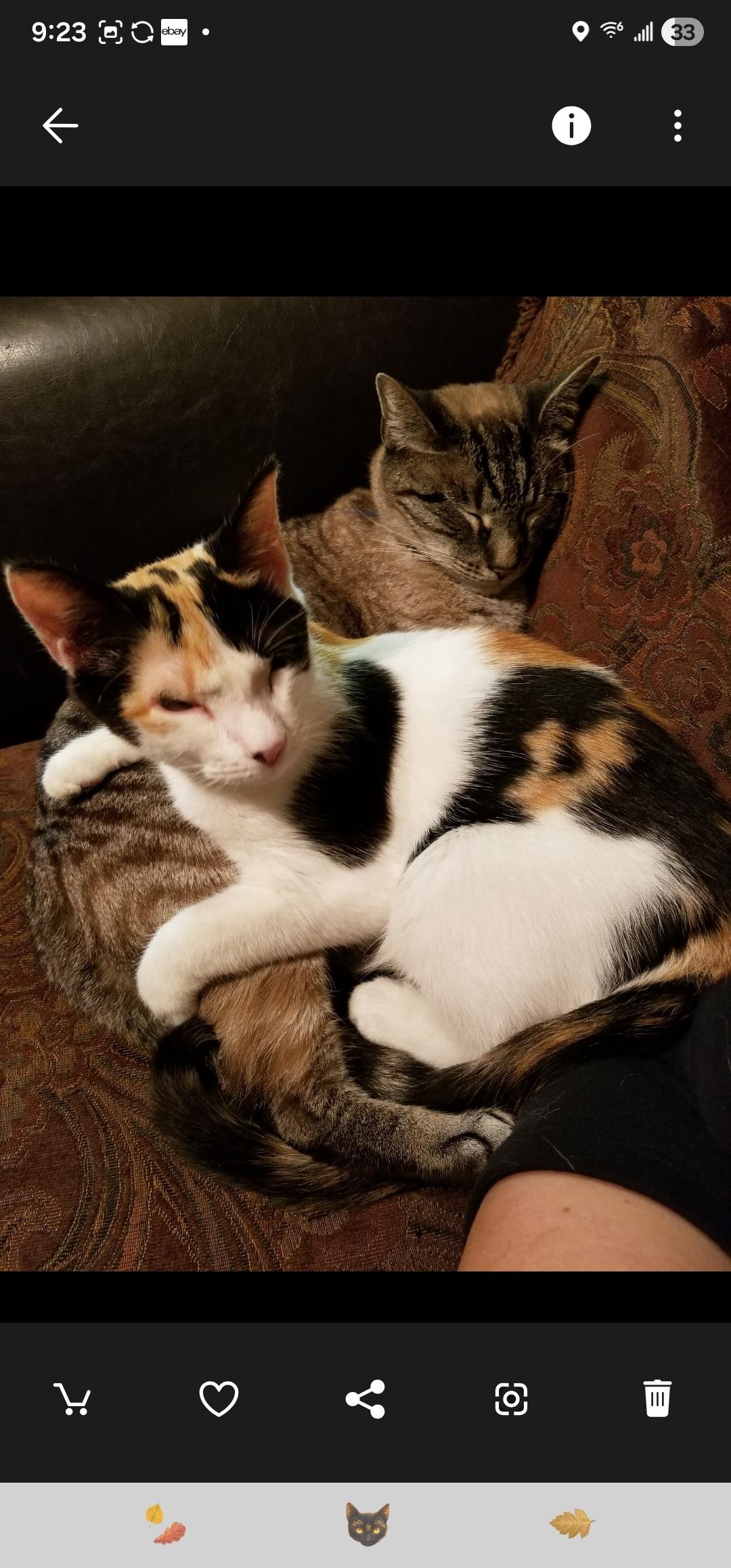 Enlarge Leía Organa, a ADOPTABLE Domestic Short Hair in Statesboro, GA image 4/6