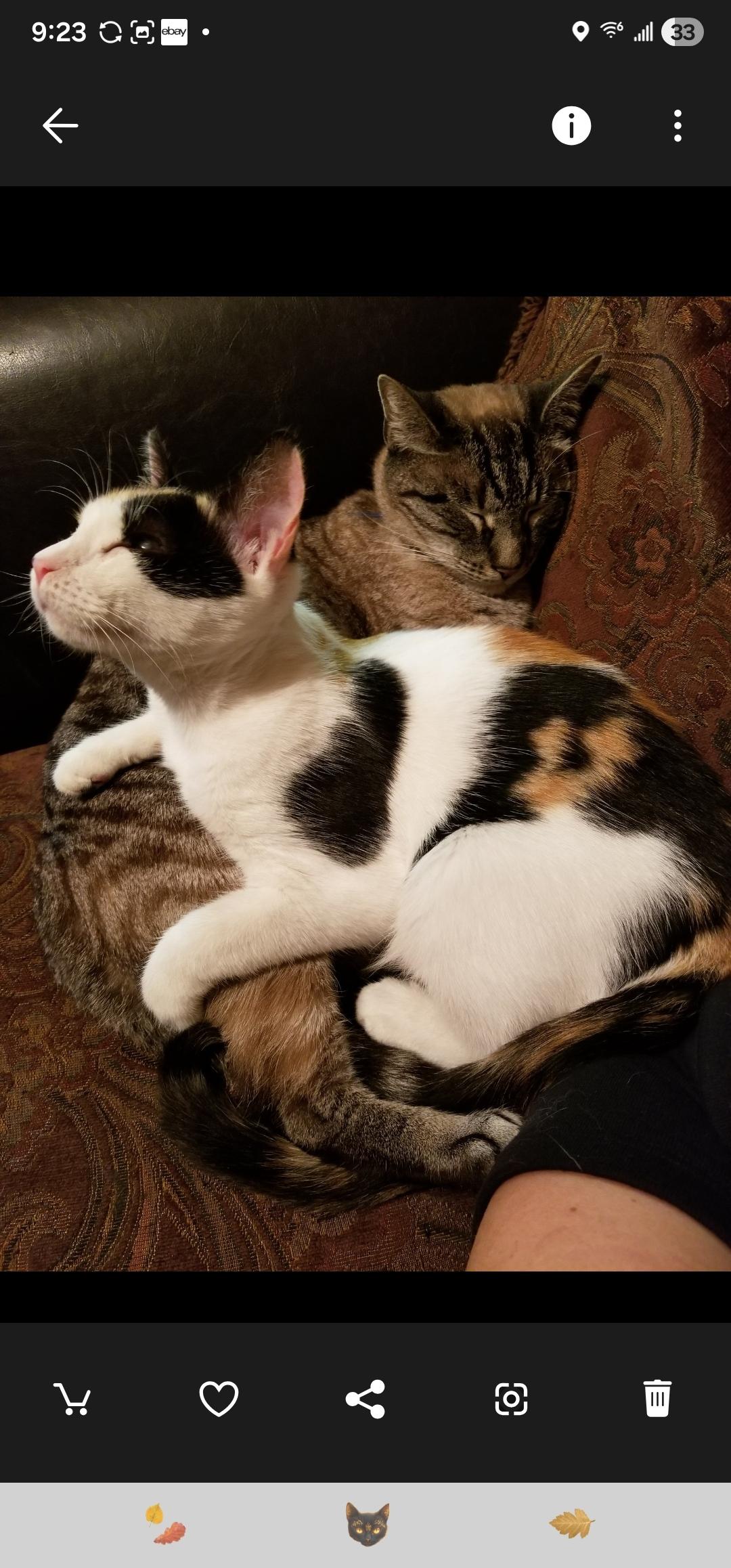 Enlarge Leía Organa, a ADOPTABLE Domestic Short Hair in Statesboro, GA image 6/6