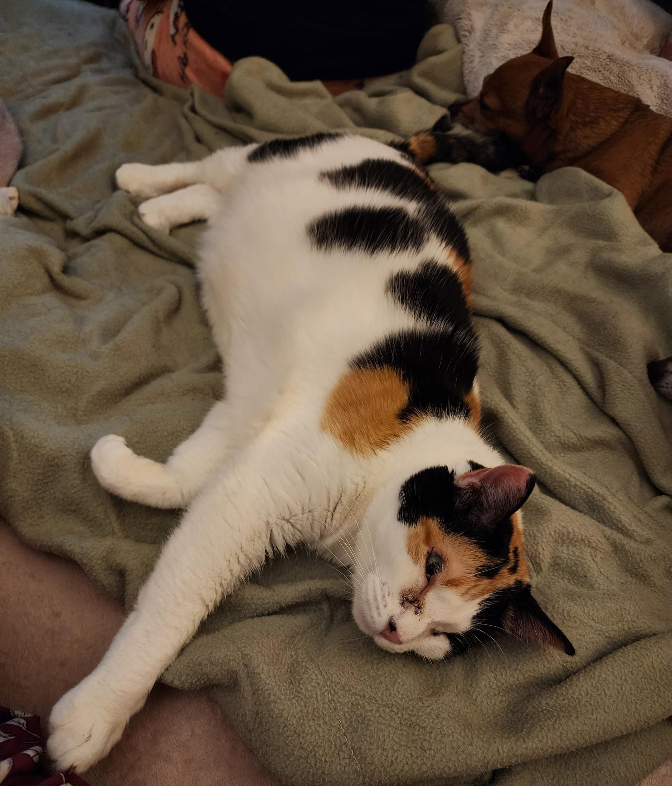 Enlarge Leía Organa, a ADOPTABLE Domestic Short Hair in Statesboro, GA image 1/6