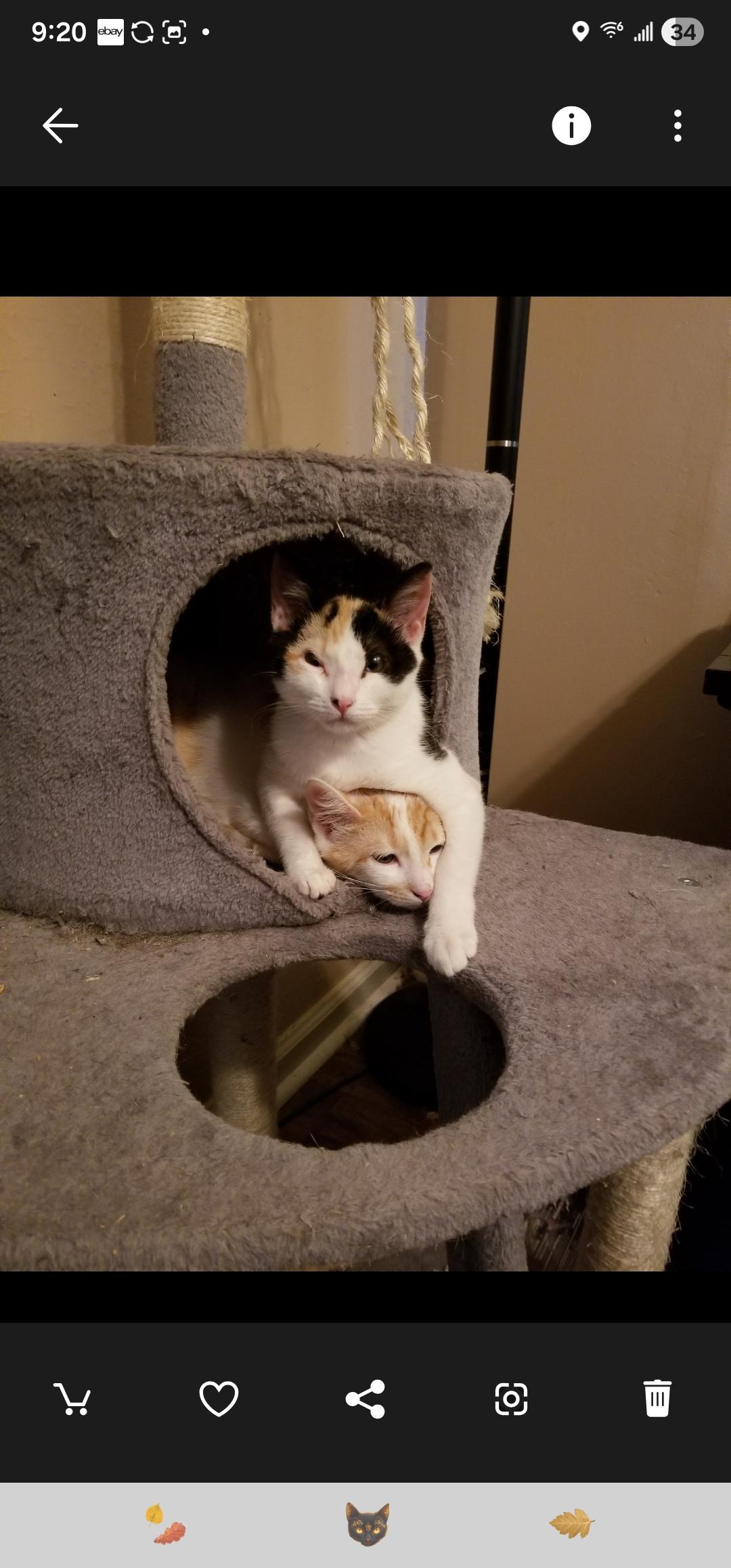 Enlarge Leía Organa, a ADOPTABLE Domestic Short Hair in Statesboro, GA image 2/6