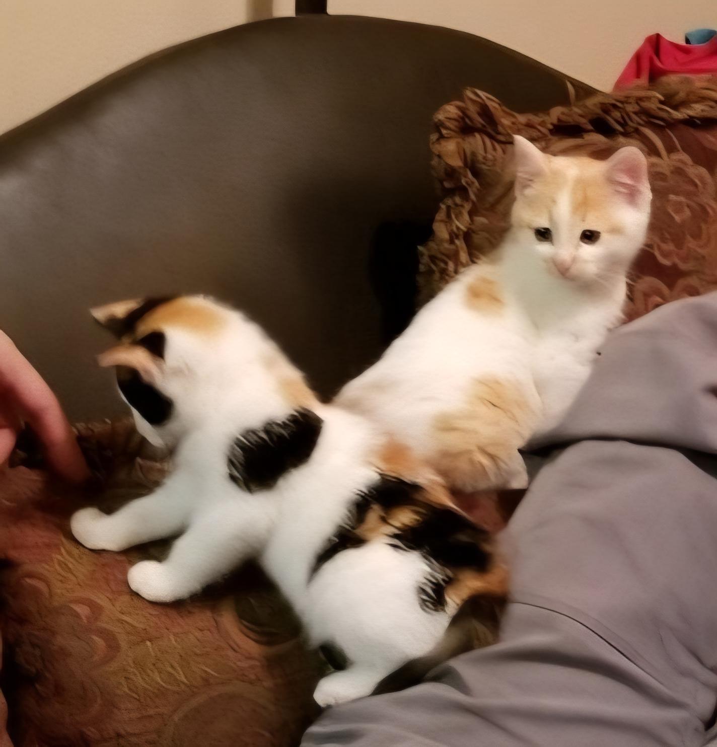 Enlarge Leía Organa, a ADOPTABLE Domestic Short Hair in Statesboro, GA image 3/6