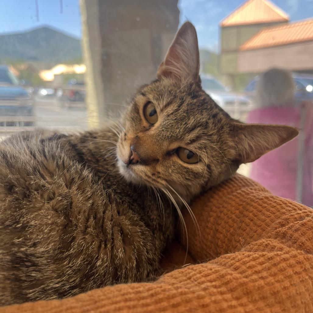Athena Moon, Adoptable, Adult Female Domestic Short Hair.