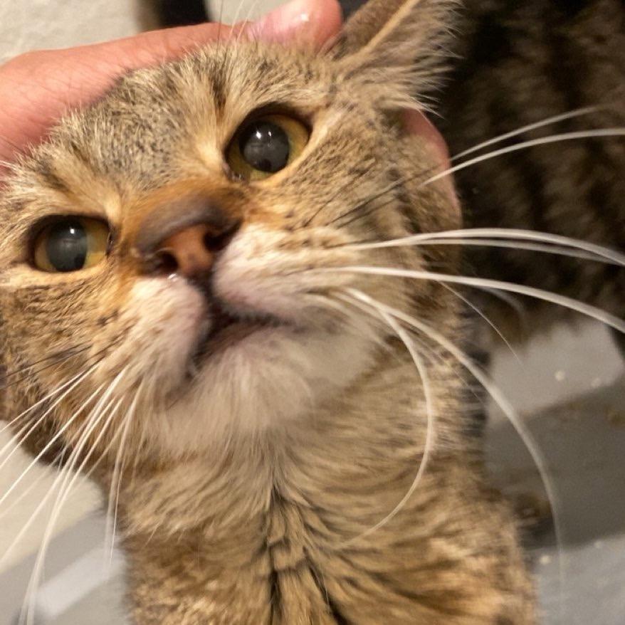 Enlarge Athena Moon, a Adoptable Domestic Short Hair in Park City, UT image 1/1