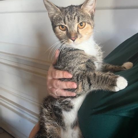 Millie, Adoptable, Young Female Domestic Short Hair.