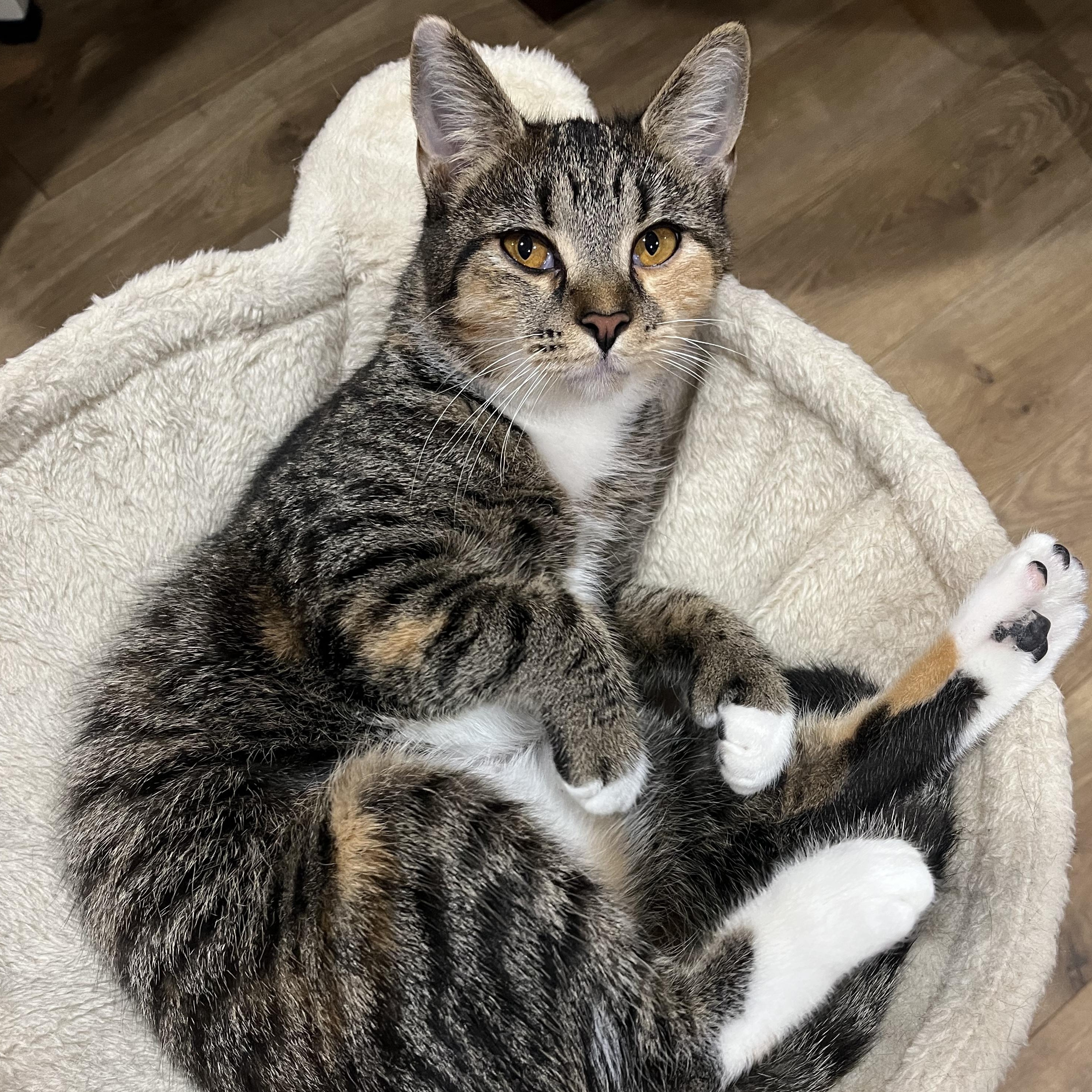 Enlarge Millie, a Adoptable Domestic Short Hair in Avon, OH image 1/3