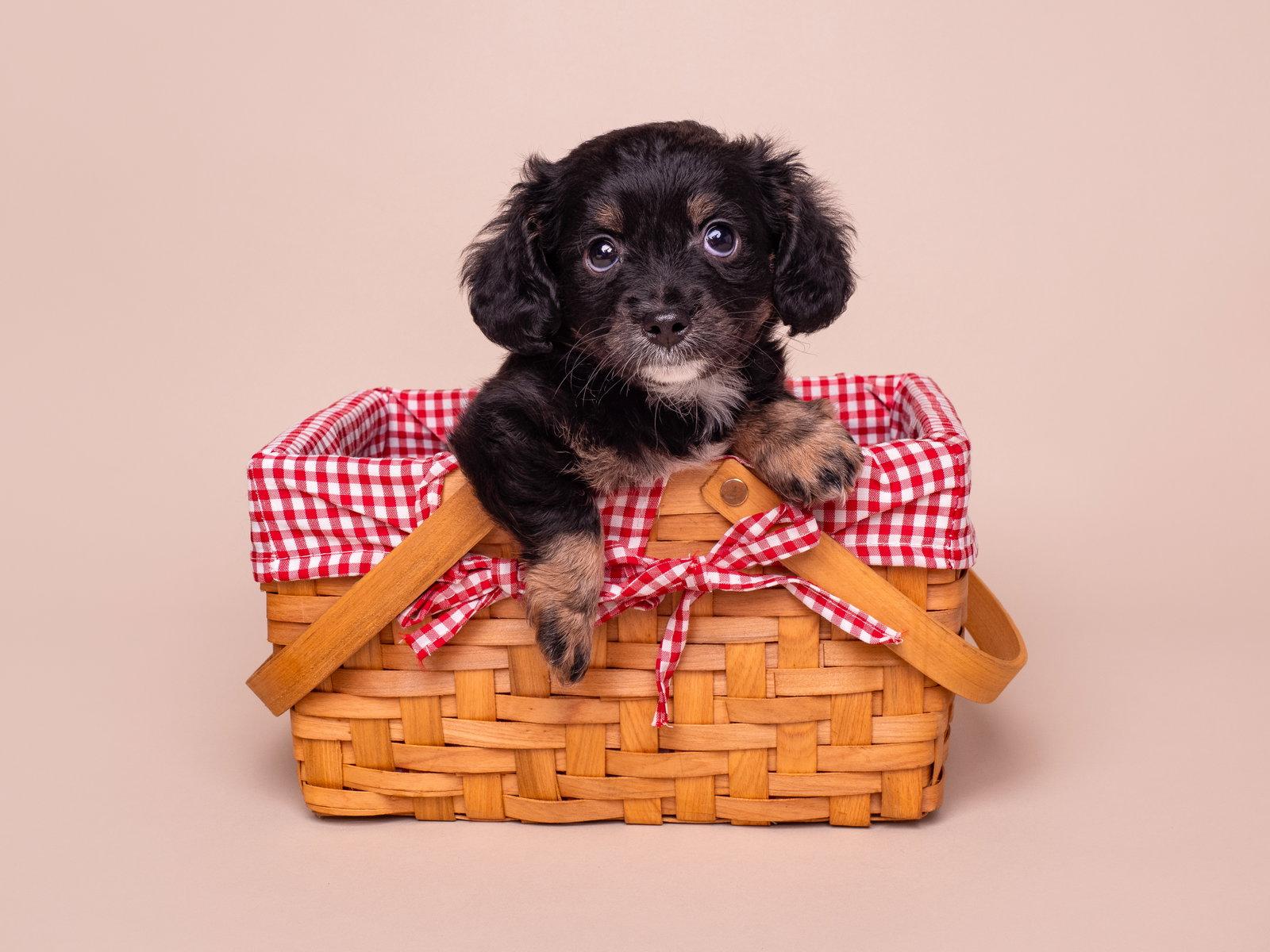 Enlarge Discount: Target, a Adopted mixed breed in Palo Alto, CA image 1/3