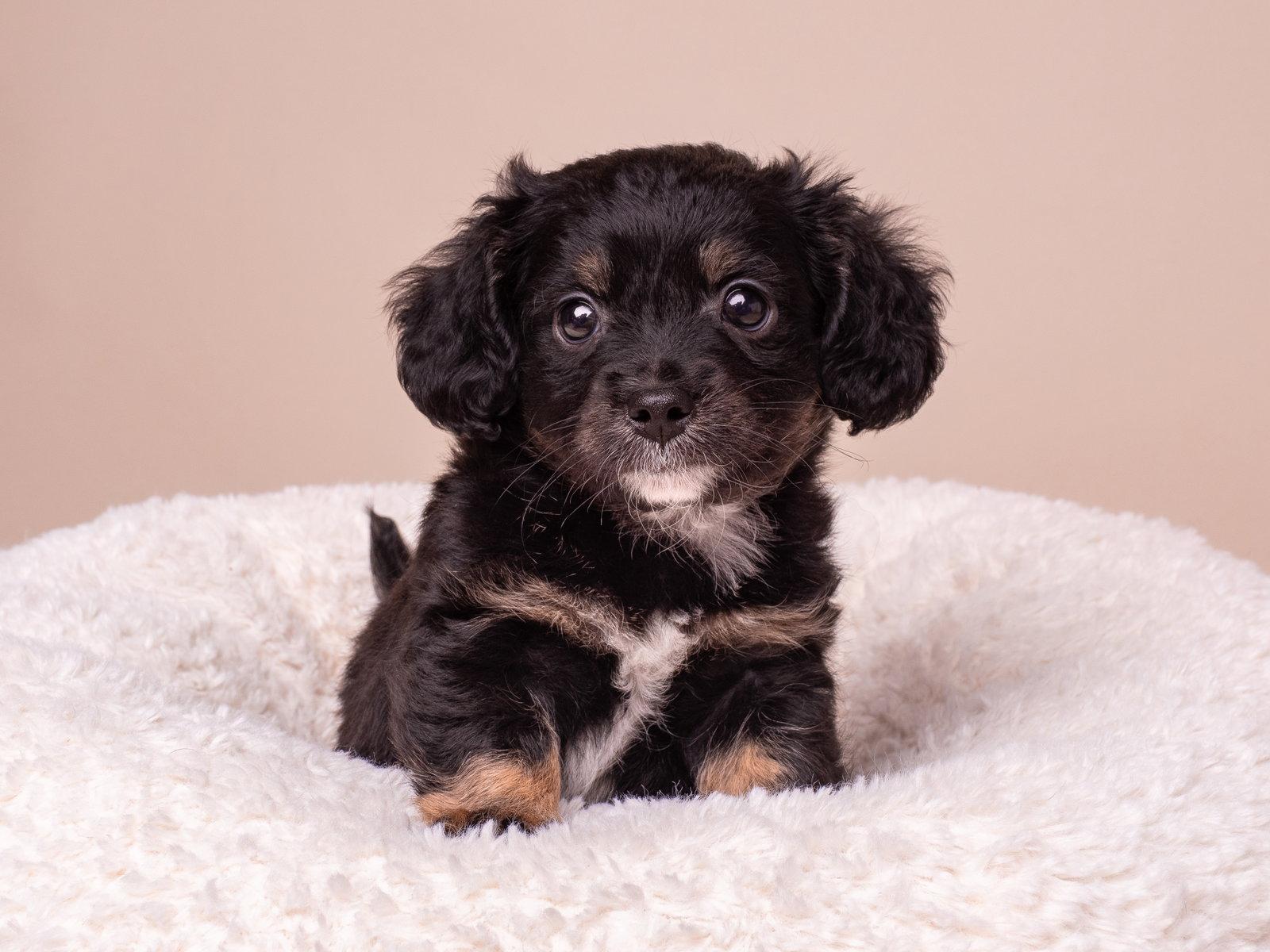 Enlarge Discount: Target, a Adopted mixed breed in Palo Alto, CA image 2/3