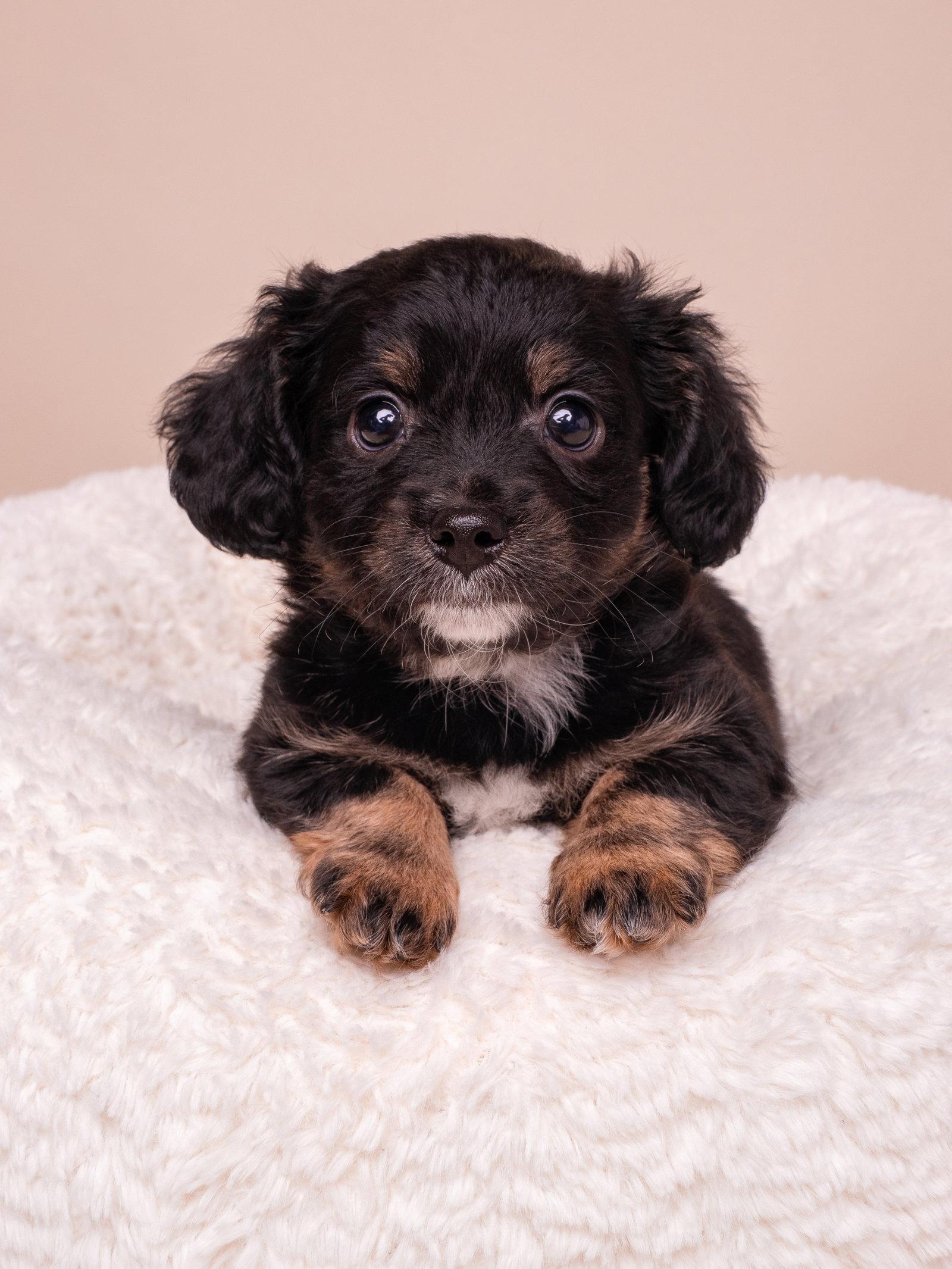 Enlarge Discount: Target, a Adopted mixed breed in Palo Alto, CA image 3/3