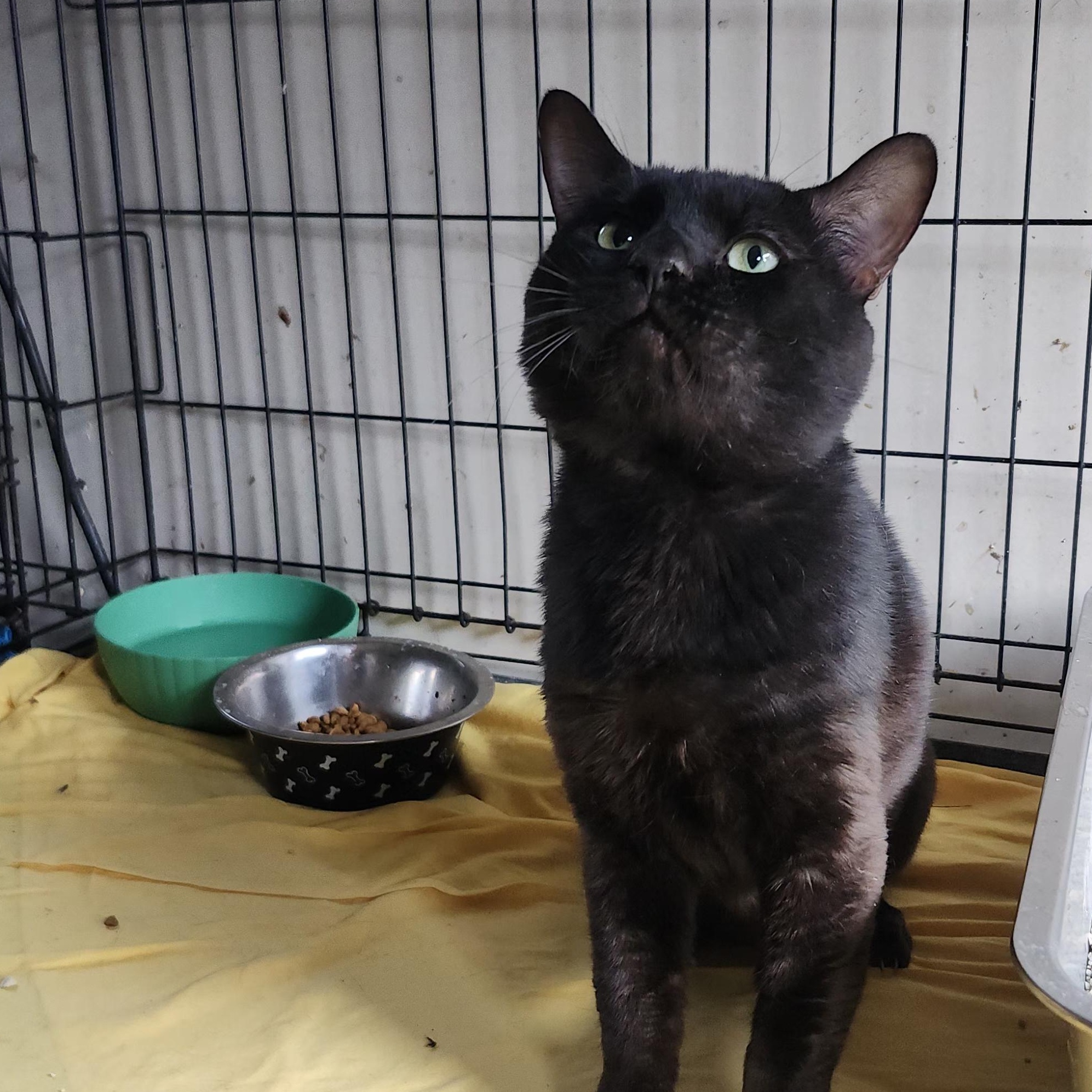 Enlarge Chino (Chino Moreno) IYKYK, a Adoptable mixed breed in Long Beach, CA image 1/2