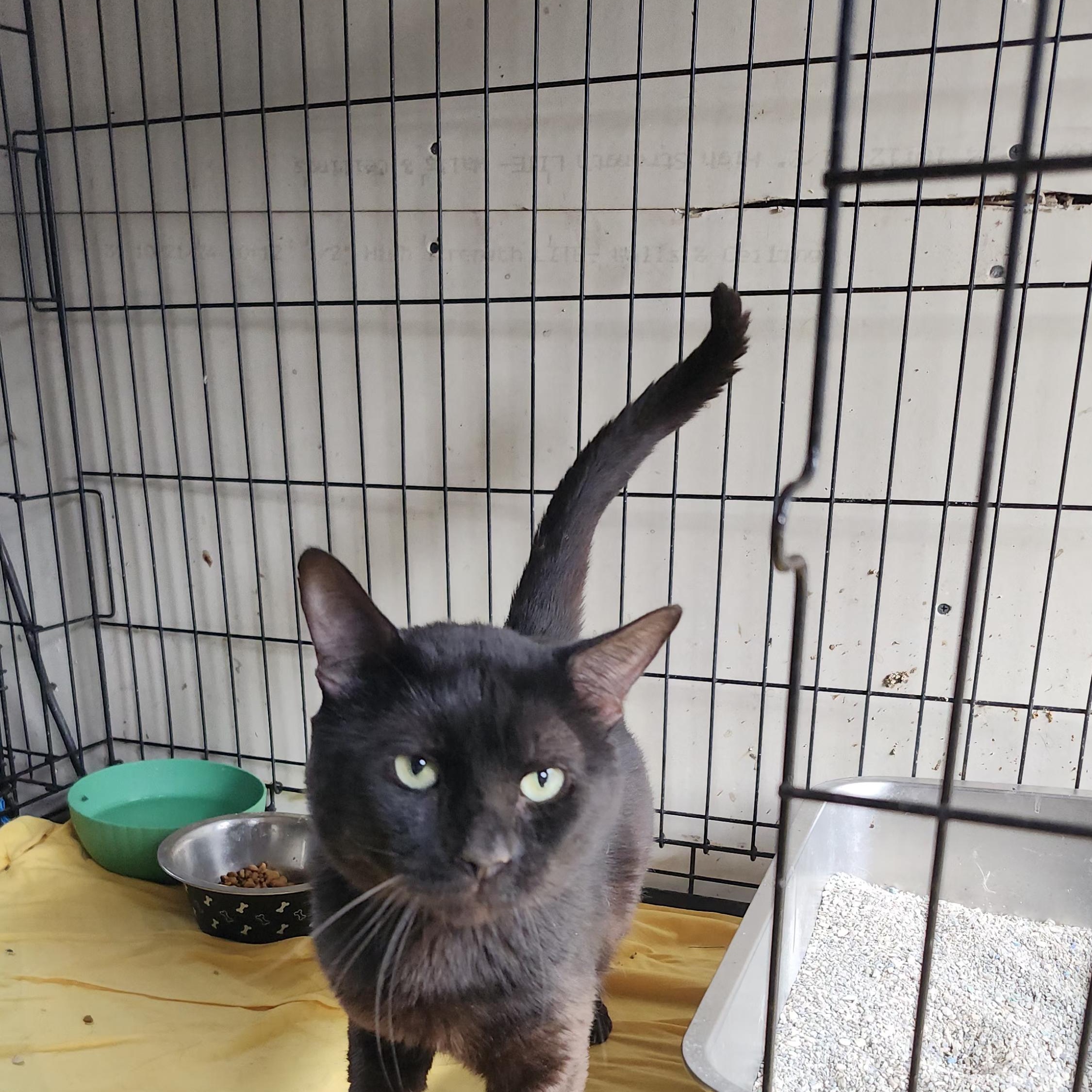 Enlarge Chino (Chino Moreno) IYKYK, a Adoptable mixed breed in Long Beach, CA image 2/2