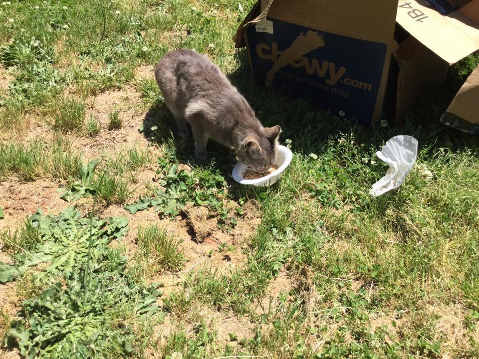 Enlarge MM Grayson INT41, a Adopted Domestic Short Hair in Greenville, SC image 1/3