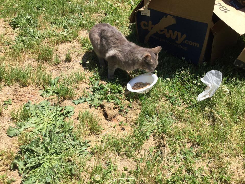 Enlarge MM Grayson INT41, a Adopted Domestic Short Hair in Greenville, SC image 2/3