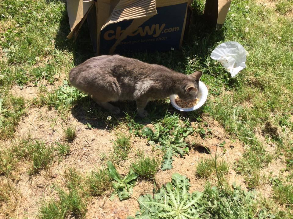 Enlarge MM Grayson INT41, a Adopted Domestic Short Hair in Greenville, SC image 3/3