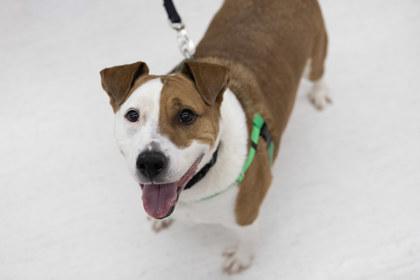 Petey, Adoptable, Adult Male Terrier & Mixed Breed.