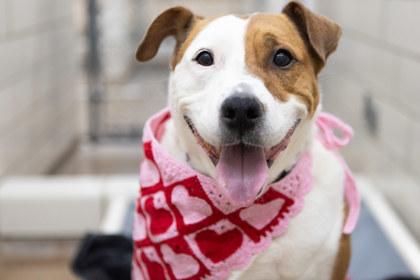 Enlarge Petey, a Adoptable mixed breed in Golden Valley, MN image 1/3