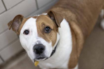 Enlarge Petey, a Adoptable mixed breed in Golden Valley, MN image 2/3