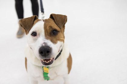 Enlarge Petey, a Adoptable mixed breed in Golden Valley, MN image 3/3
